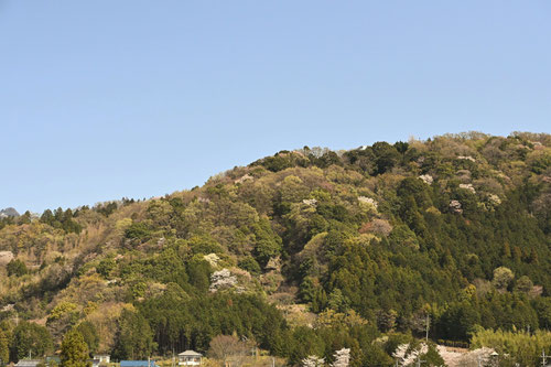 山桜の木,画像,やまざくら