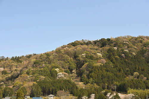 ヤマザクラ,山桜の木,画像,やまざくら