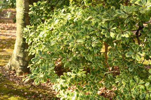 とべらの木,植木