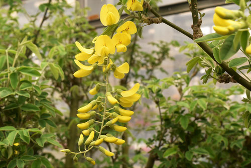 黄色い花が咲く藤の木