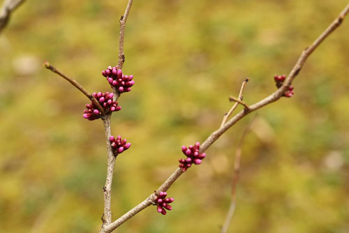 開花時期,蘇芳の木,ハナズオウ,はなずおう