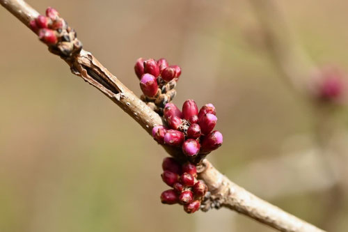 ハナズオウ,開花時期,蘇芳の木,はなずおう
