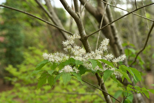 5月に咲く花,白