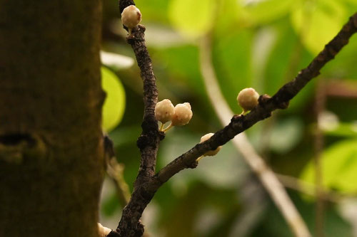 akoh tree,あこう