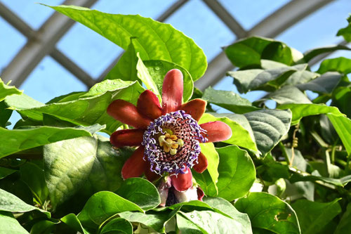 ぶらじるとけいそう,植物,とけいそう