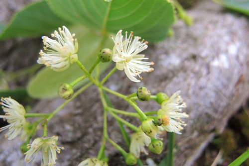 開花時期,菩提樹,ぼだいじゅ,ボダイジュ