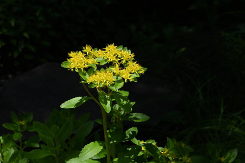 麒麟草,どんな花