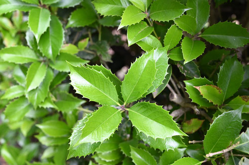 ひいらぎもくせい,害虫,ヒイラギモクセイ