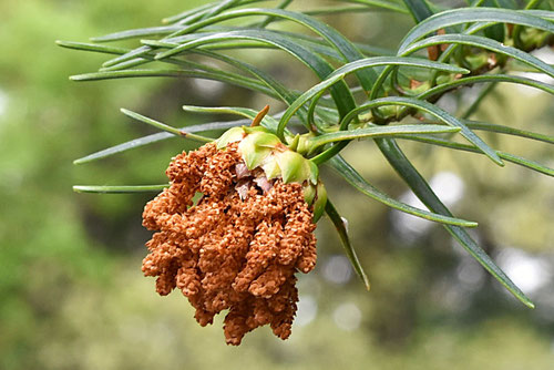 コウヨウザン,雌花,雄花,こうようざん