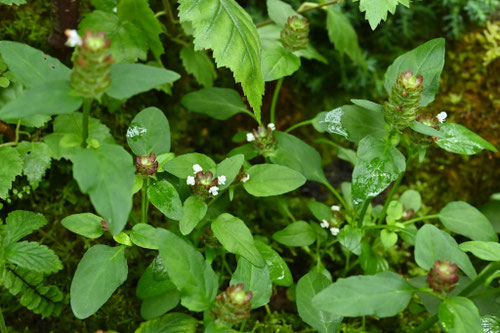 みやまうつぼぐさ,画像