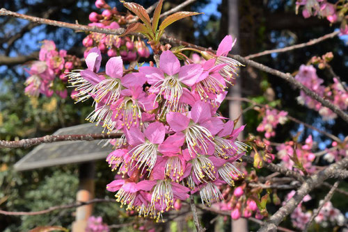 ヒマラヤザクラの花,ひまらやざくら,特徴