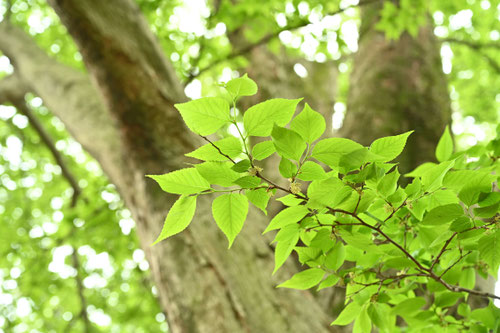 椋木,植物,むくのき,ムクノキ