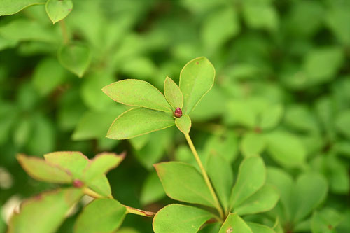 ドウダンツツジの木の葉,どうだんつつじ