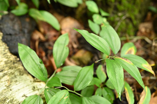 稚児百合,植物