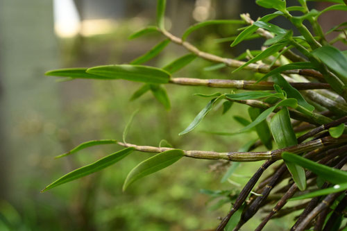 せっこく,植物,薬用