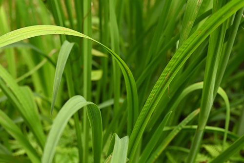 野花菖蒲