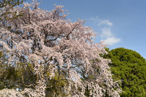 糸桜の木,シダレザクラ,しだれざくら