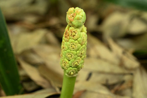 万年青の花,オモト,おもと