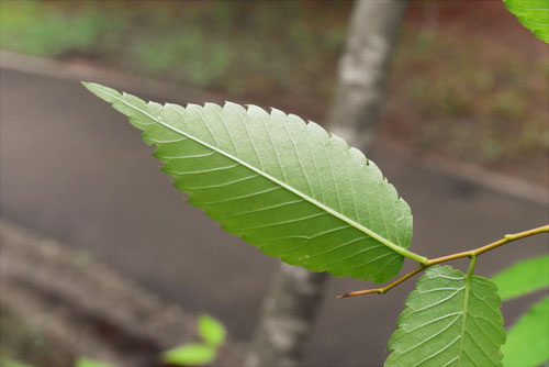 leaf of zelkova
