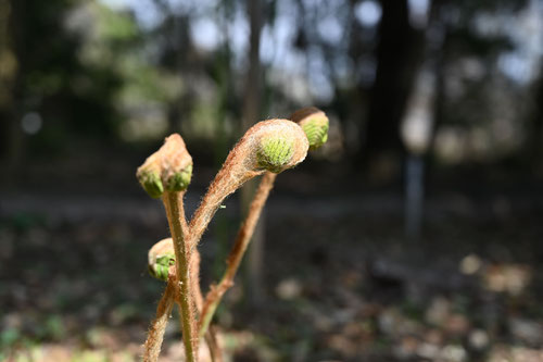 Japanese royal fern