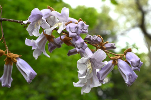 キリの木の花,きり