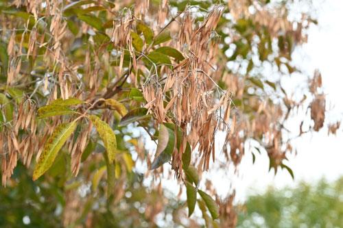 シマトネリコ,しまとねりこ,種子