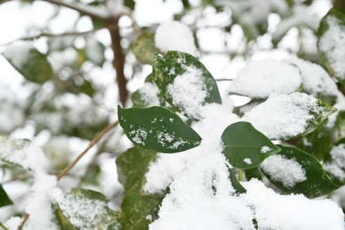 樒の木,シキミ,シキビ,しきみ,植物,しきみ,植物,雪