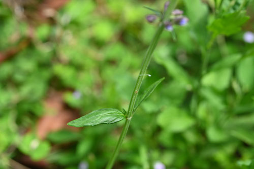 盆花,紫の花,アキノタムラソウ,あきのたむらそう