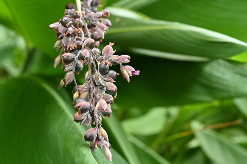 Water canna