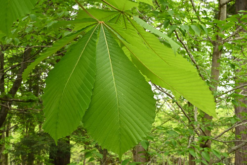 Horse chestnut,leaf