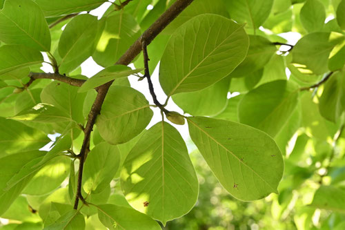 ハクモクレンの木の葉,はくもくれん,樹木