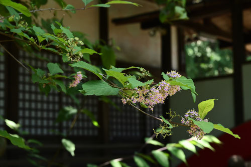 ムラサキシキブ