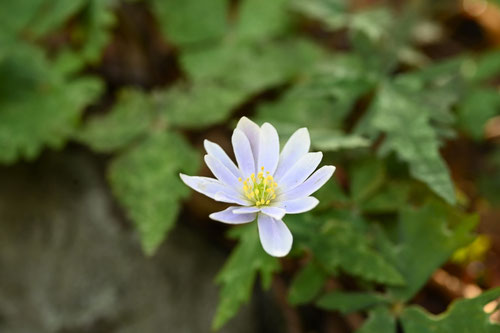 ゆきわりいちげ,植物