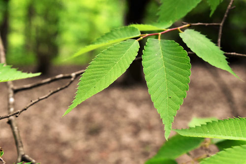 ケヤキ,けやき,欅,葉,画像