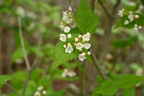 5月に咲く花,しろ