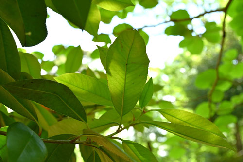 おおかねめもち,Taiwanese photinia