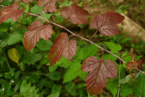紅葉,黄葉,にがいちご,ニガイチゴ