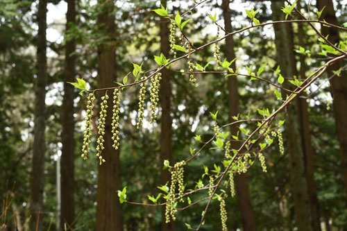 キブシの花,きぶし,樹木
