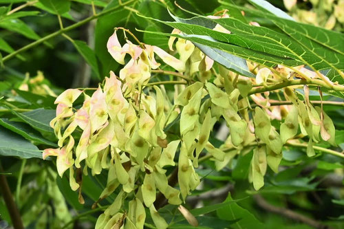 tree of heaven,seeds