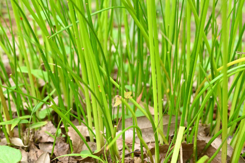たますだれ,ゼフィランサス,タマスダレ