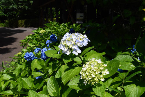 Japanese hydrangea