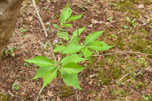 Amur honeysuckle,leaf