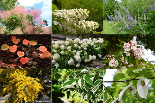 おしゃれな庭木,おすすめ