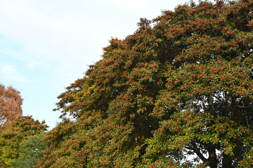 クロガネモチの木,くろがねもち,赤い実