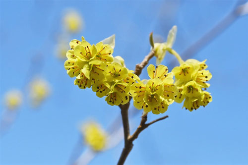 三月に咲く黄色の花