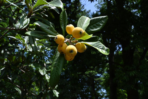 枇杷の木を海の近くに植えても大丈夫ですか