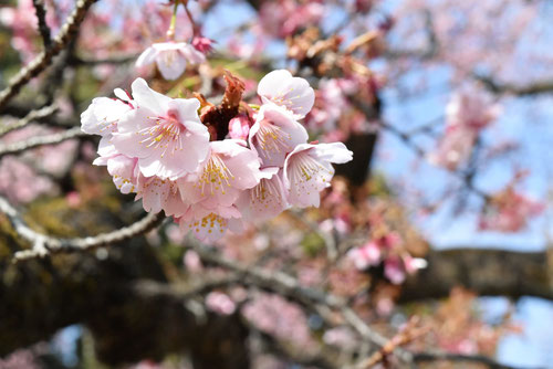 寒桜,開花時期,かんざくら