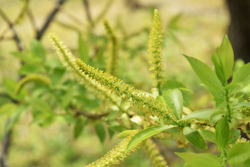 雄株雌株,雄花,雌花,あかめやなぎ