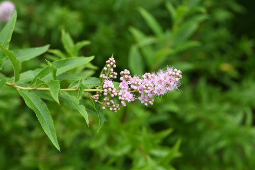７月に咲くピンク色の花