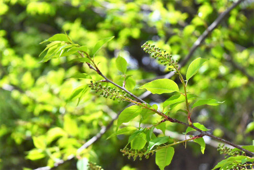 上溝桜 樹木図鑑